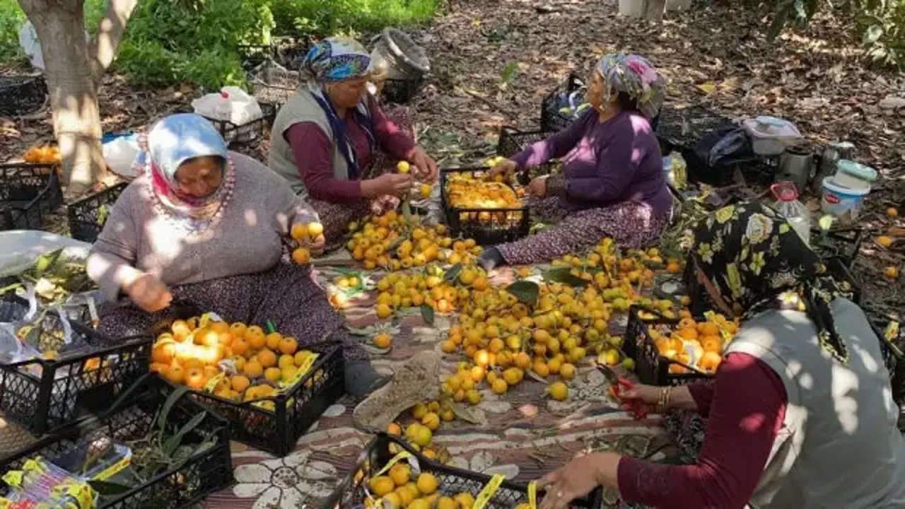 Yenidünyada hasat başladı! İç piyasa 100 TL, ihracat 4 doları buldu