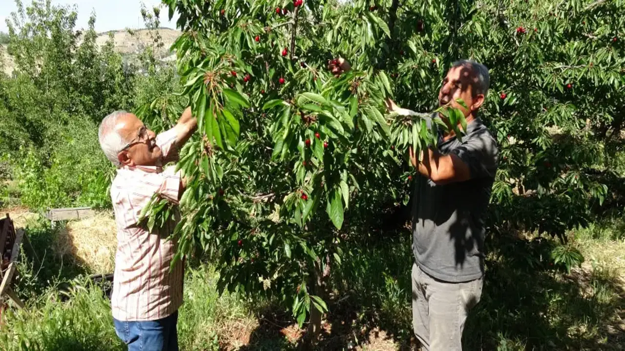 Yevmiye var, çalışan yok! 'Dalbastı' ağaçta kaldı