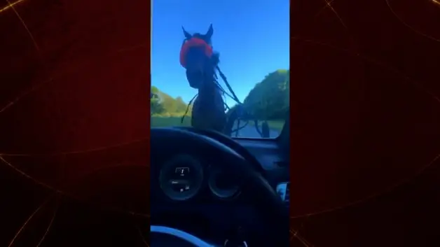 Yol ortasında at dehşeti! Sürücü ölümden döndü
