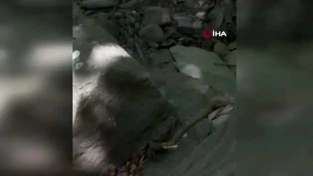 Yüksekova’da dev yengeç görüntülendi