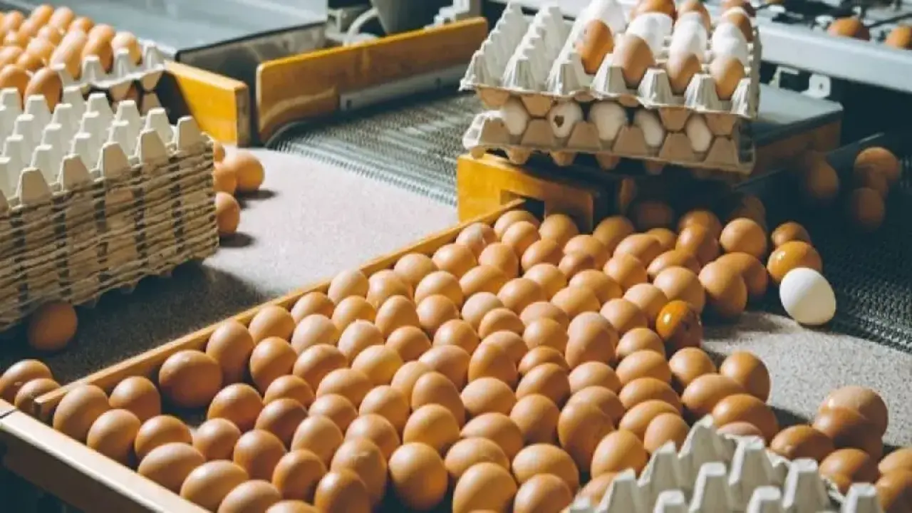 Yumurta fiyatlarında sert düşüş! Fiyatlar dibe çakıldı