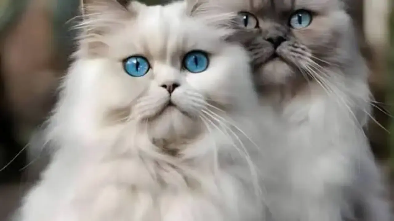 Yüzlerce kedi kesilmek üzereyken kurtarıldı