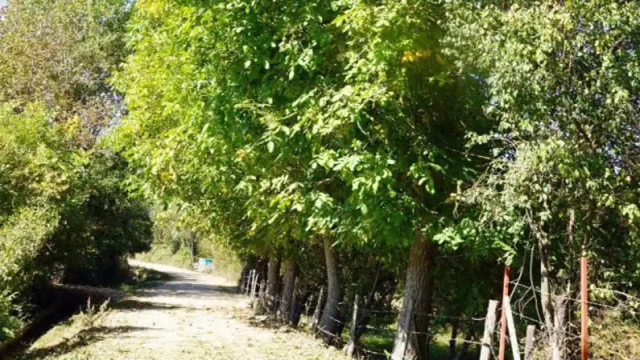 Zonguldak'ta kahreden kaza: Üzüm toplarken canından oldu